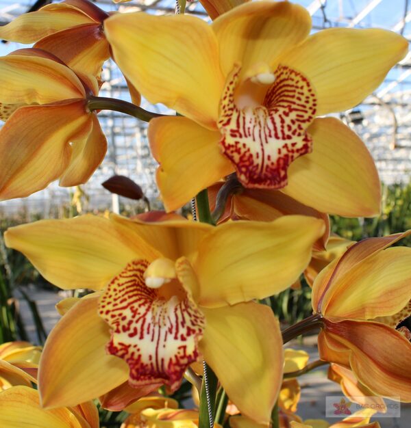Cymbidium large flowered ESTHER, foto 5