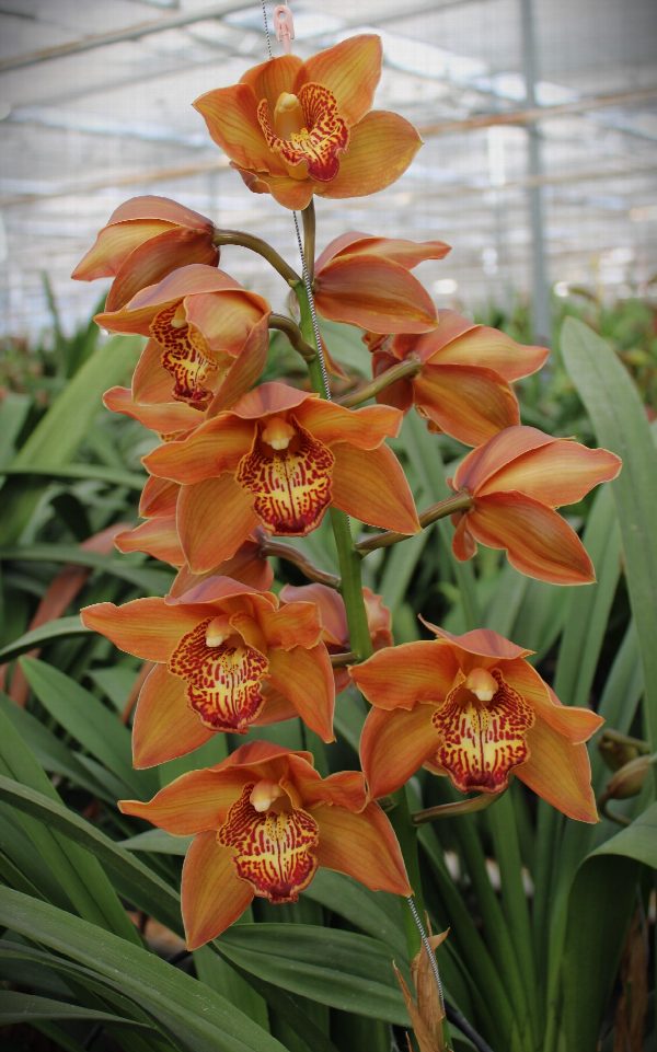Cymbidium large flowered COGNAC, photo 3