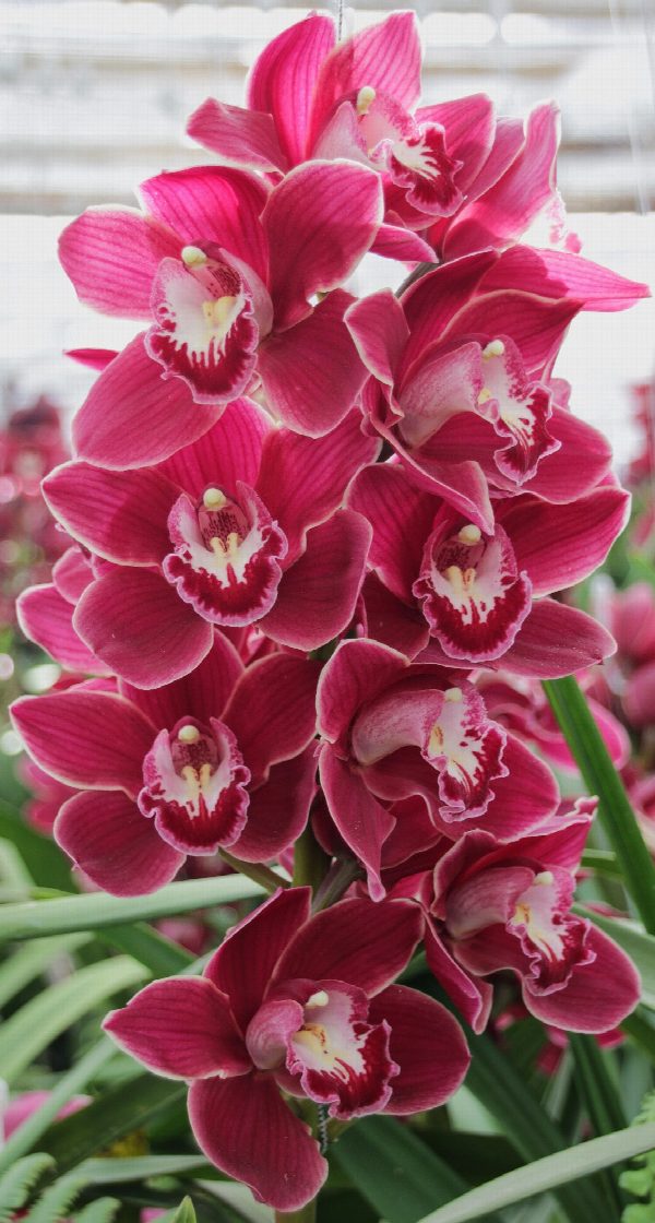 Cymbidium large flowered HENRIETTE, foto 2