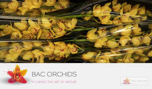 Cymbidium large flowered YELLOW CAB, foto 2