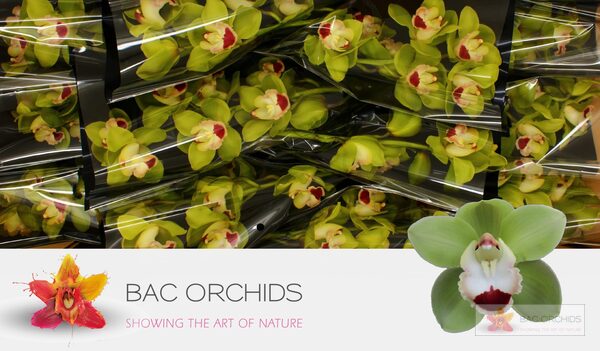 Cymbidium large flowered TOP SPOT, photo 5