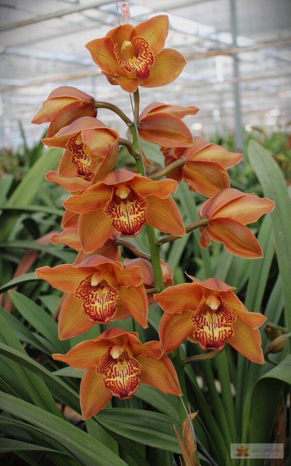 Cymbidium large flowered COGNAC, foto 2