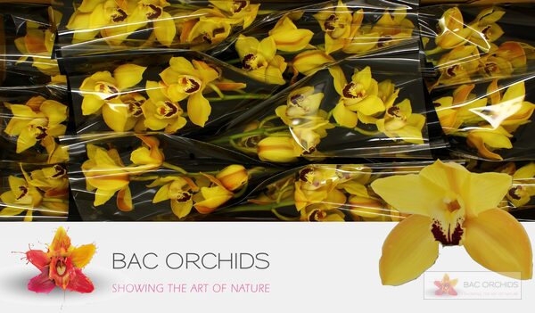 Cymbidium large flowered COOKSBRIDGE, foto 4