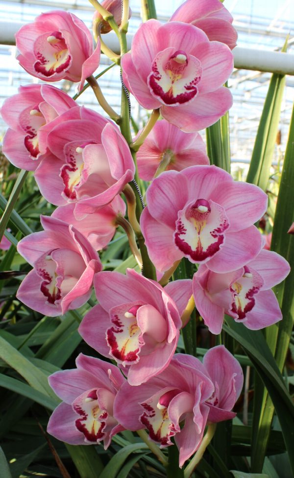Cymbidium large flowered KIWI SUE, foto 4