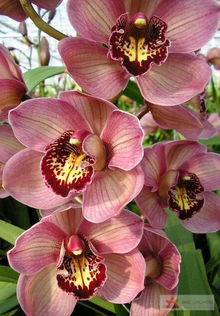 Cymbidium large flowered JANNET, foto 7