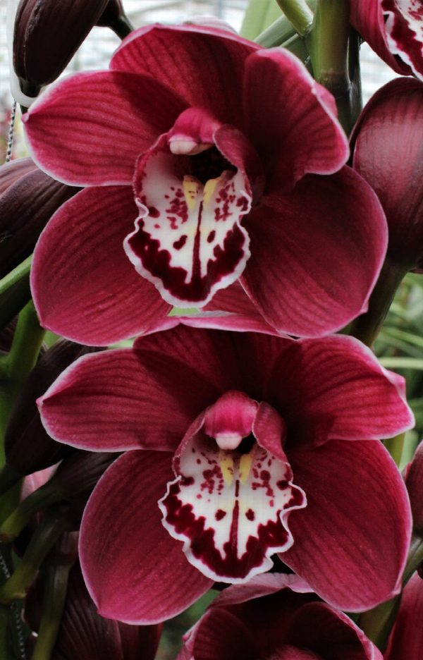 Cymbidium large flowered MERLOT, foto 2