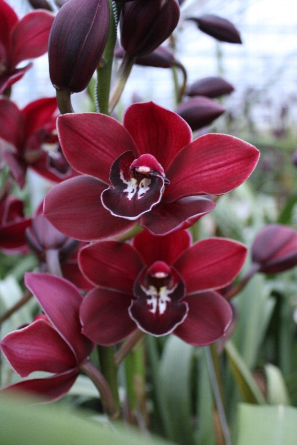 Cymbidium large flowered Cymb T Shirah, foto 3
