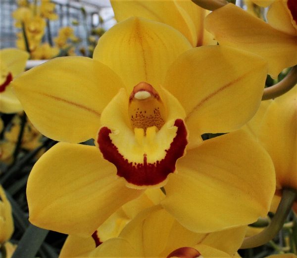Cymbidium large flowered SUNGLOW, foto 2