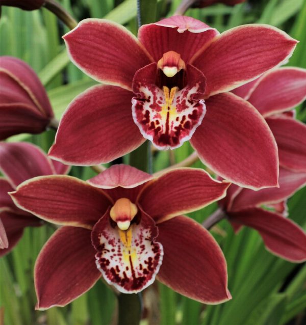Cymbidium large flowered GRAND CANYON, foto 3