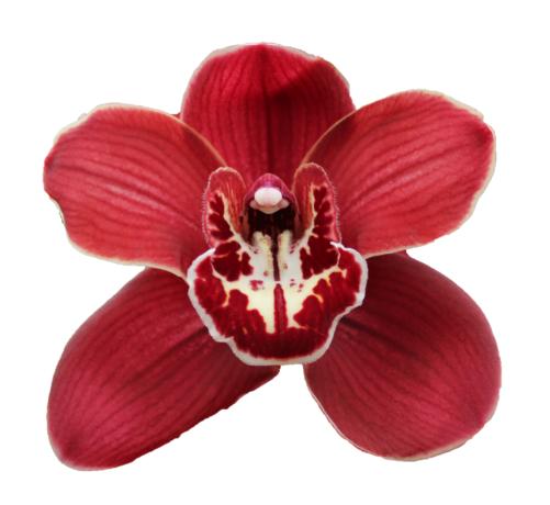 Cymbidium large flowered FLAMEFLOR, foto 3