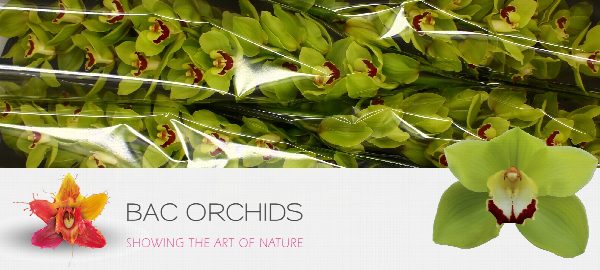 Cymbidium large flowered GREEN CHOICE, foto 3