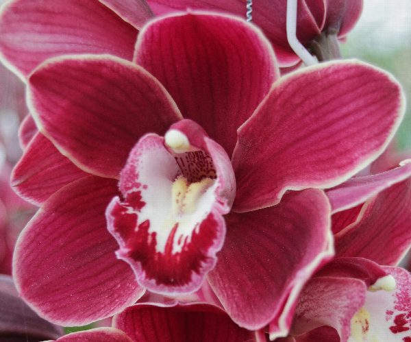 Cymbidium large flowered HENRIETTE, foto 4
