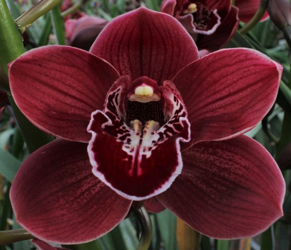 Cymbidium large flowered Blazing Fury Hades, foto 5