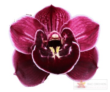 Cymbidium large flowered ETERNAL PURPLE