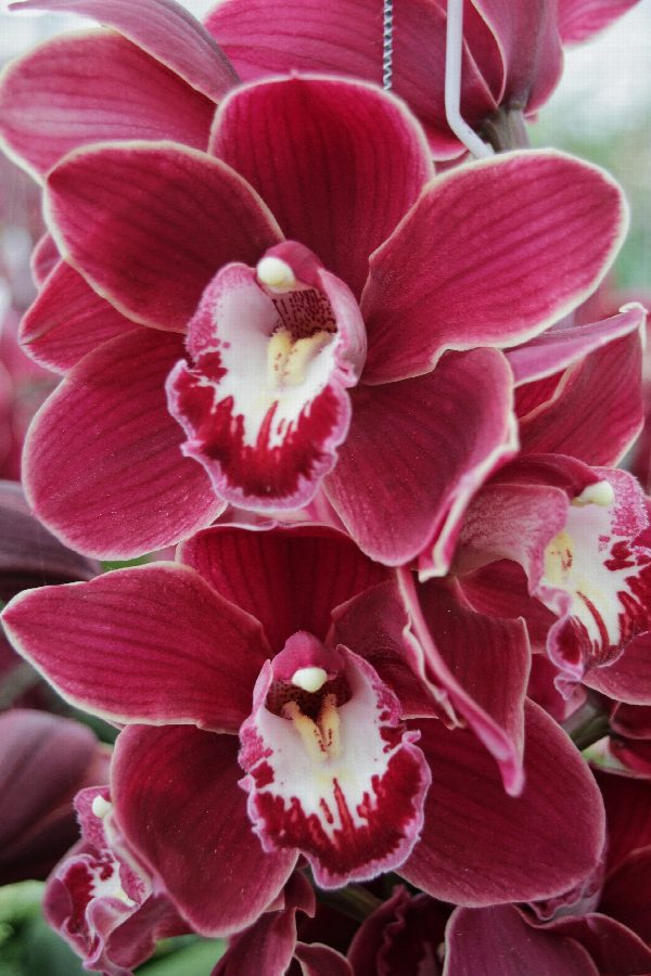 Cymbidium large flowered HENRIETTE, foto 3