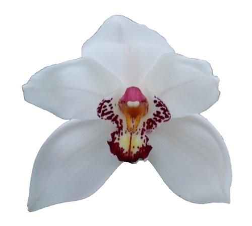 Cymbidium large flowered Cymb T Judas, foto 5