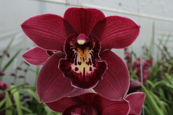 Cymbidium large flowered RISTO