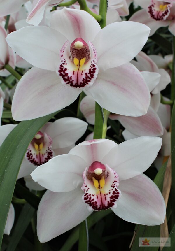 Cymbidium large flowered WESTERN ROSE, foto 4
