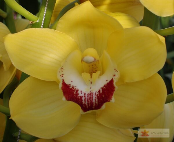 Cymbidium large flowered MIMOSA, foto 2
