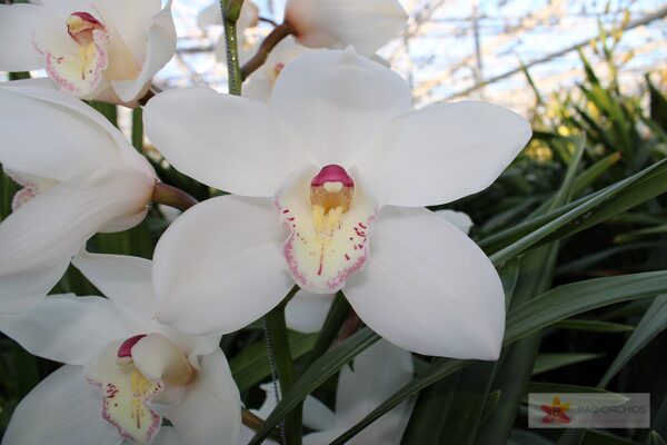 Cymbidium large flowered ANTONELLA, foto 4