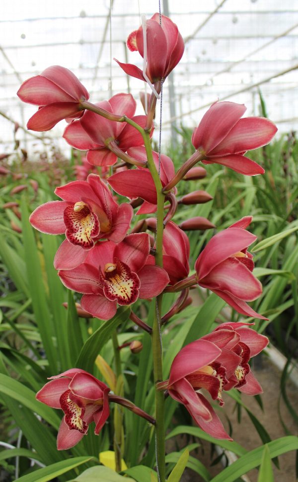 Cymbidium large flowered BOLOGNA, фото 3