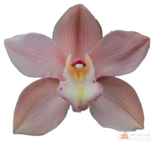 Cymbidium large flowered SALM DELIGHT