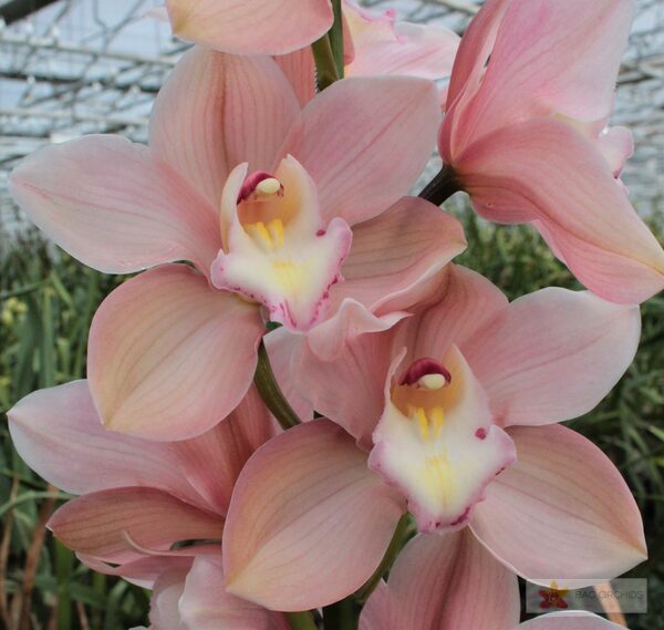 Cymbidium large flowered SALM DELIGHT, foto 4