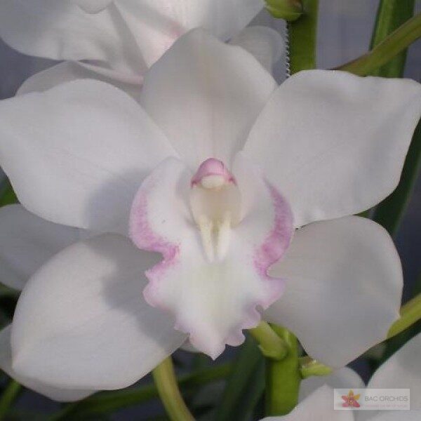 Cymbidium large flowered SNOWCASTLE, foto 4