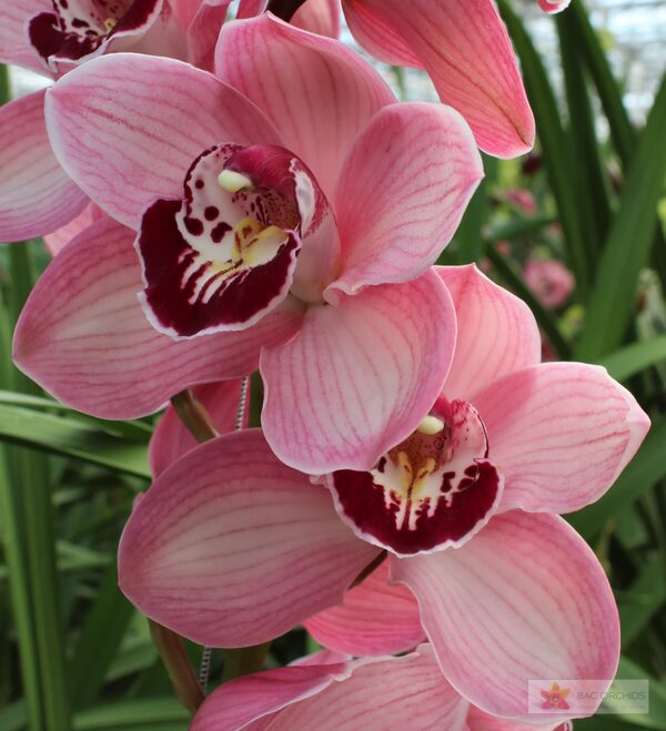 Cymbidium large flowered LAZISE, foto 3