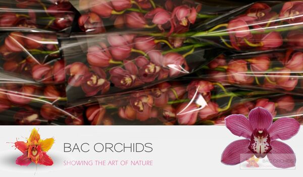 Cymbidium large flowered RED DREAM, фото 4