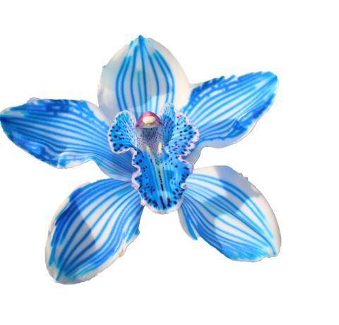 Cymbidium large flowered KLB H%, фото 6