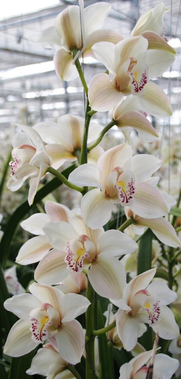 Cymbidium large flowered CASCADE, foto 2