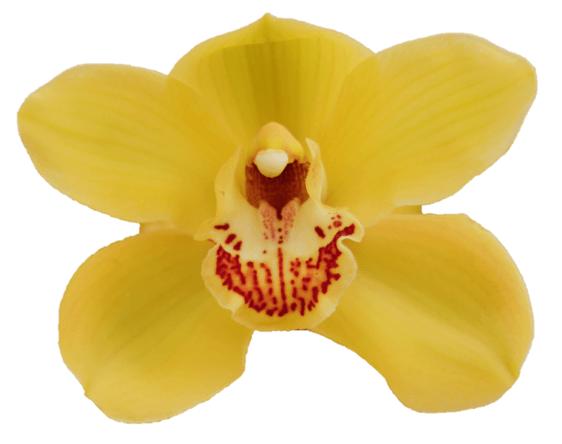 Cymbidium large flowered DIONA, photo 3
