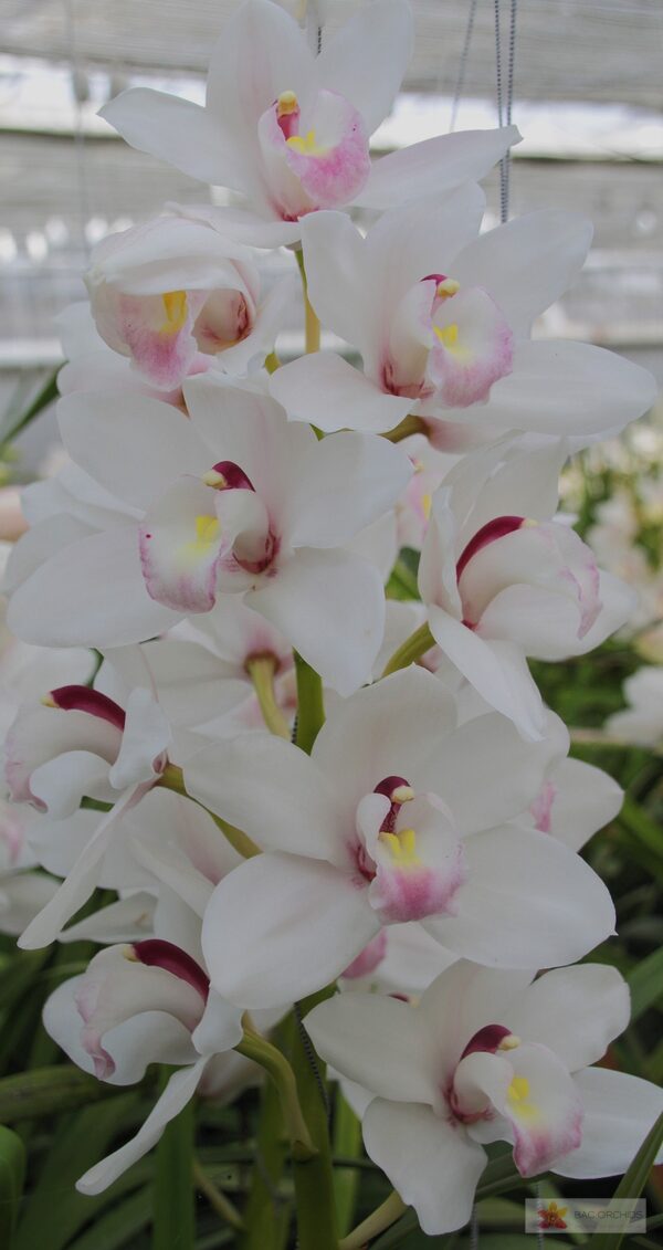 Cymbidium large flowered DOS PUEBLOS, foto 2