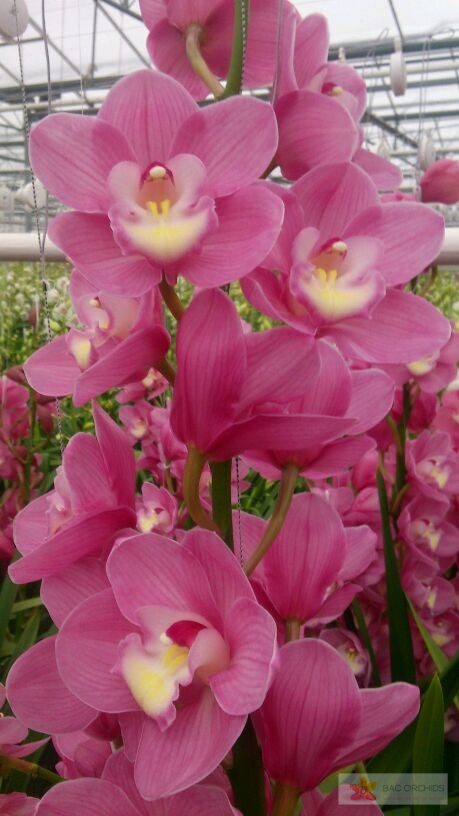 Cymbidium large flowered MARITA, photo 4