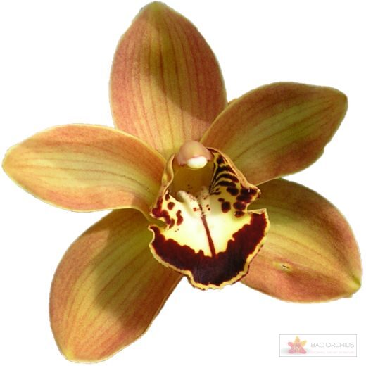 Cymbidium large flowered CHARLY BROWN