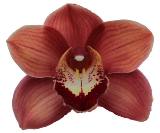 Cymbidium large flowered VICTORIA, foto 4