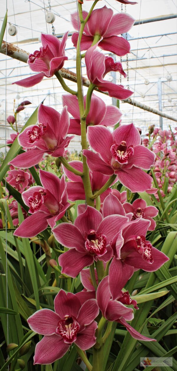Cymbidium large flowered RED ROCK, foto 3