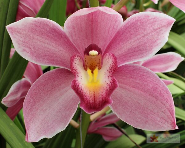 Cymbidium large flowered RUBY ROSE, foto 2