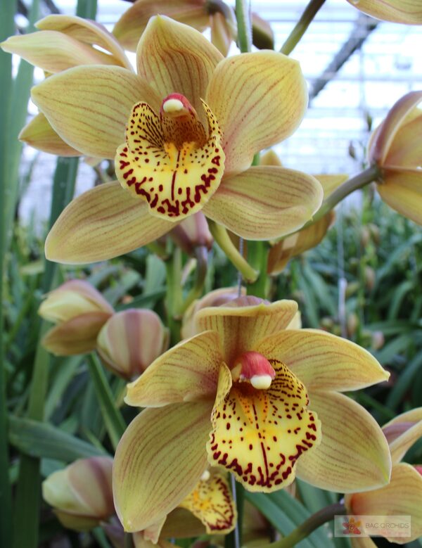 Cymbidium large flowered CHESTNUT KATE, photo 3