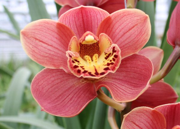 Cymbidium large flowered CORAL SUN, фото 4