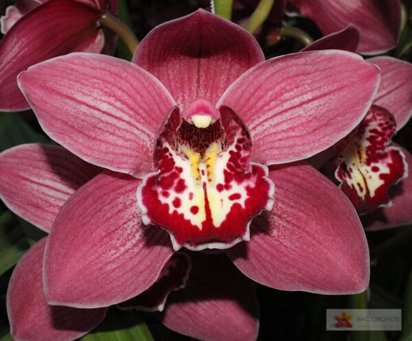 Cymbidium large flowered TRINITY, foto 3
