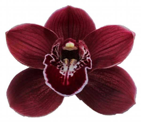 Cymbidium large flowered Blazing Fury Hades, foto 4