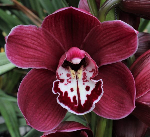 Cymbidium large flowered MERLOT, foto 3