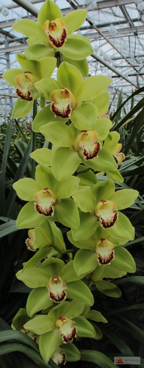 Cymbidium large flowered NOAH, foto 6