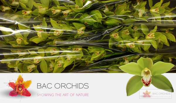 Cymbidium large flowered GREEN GIANT, foto 4