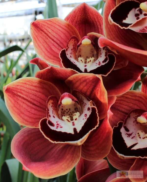 Cymbidium large flowered CHOCOLAT, фото 5