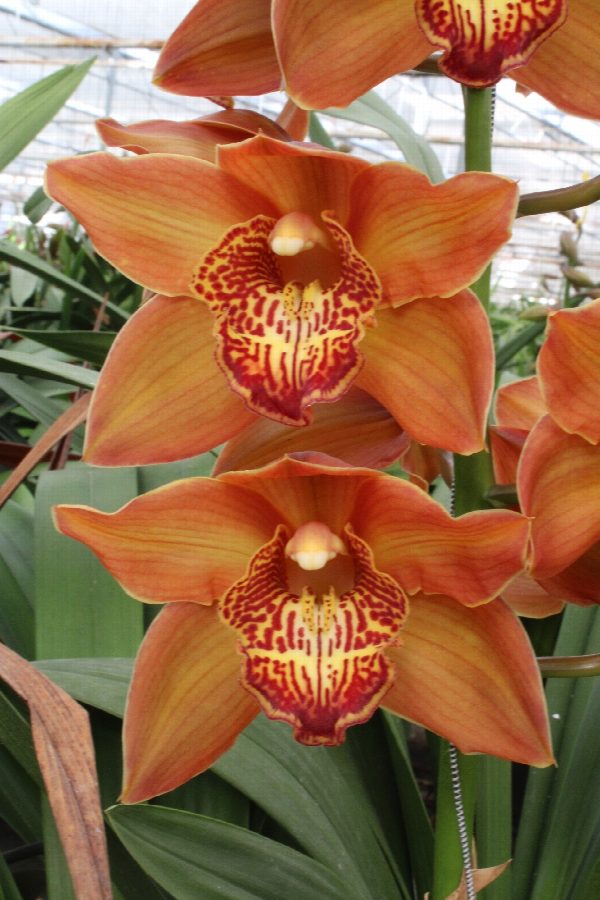 Cymbidium large flowered COGNAC, photo 4