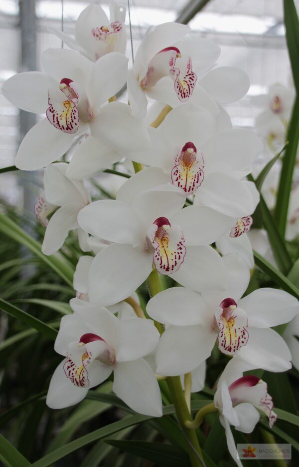 Cymbidium large flowered VANITY, foto 2