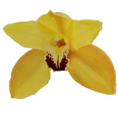 Cymbidium large flowered COOKSBRIDGE, foto 4